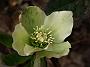 Helleborus orientale Yellow